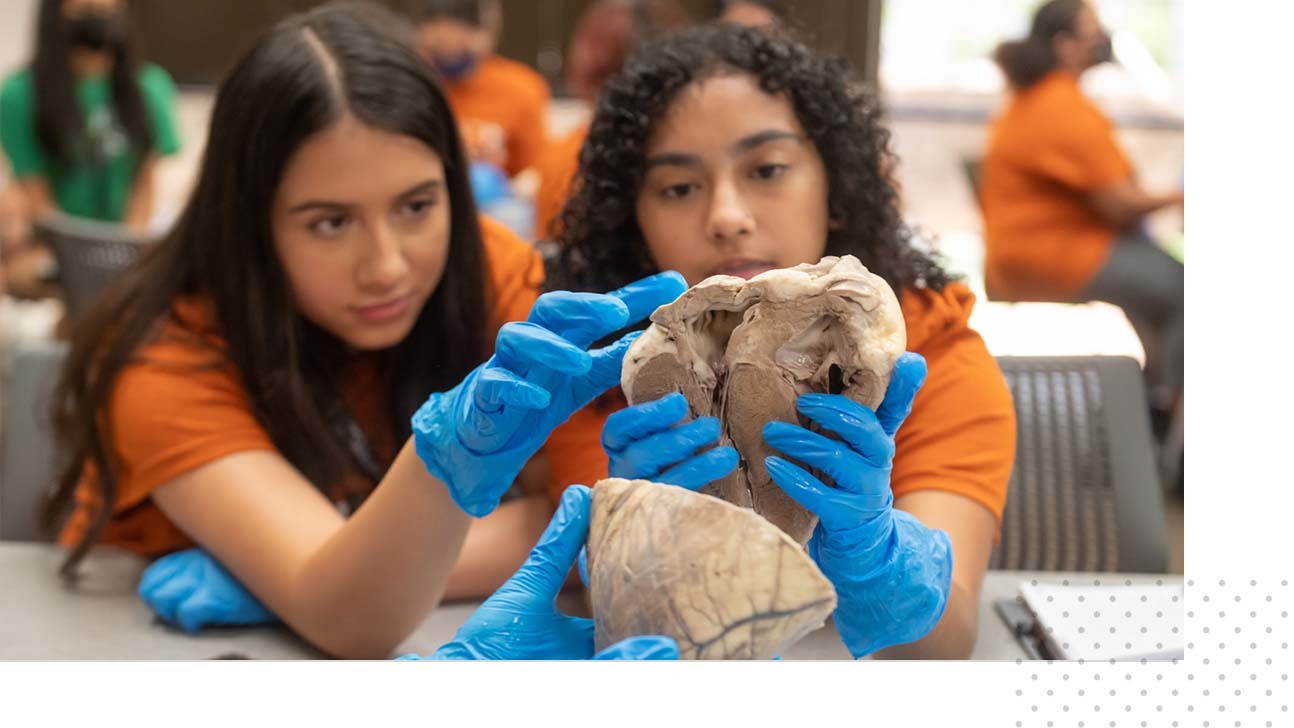 Two young adults hold and look at an anatomical model during a class activity.