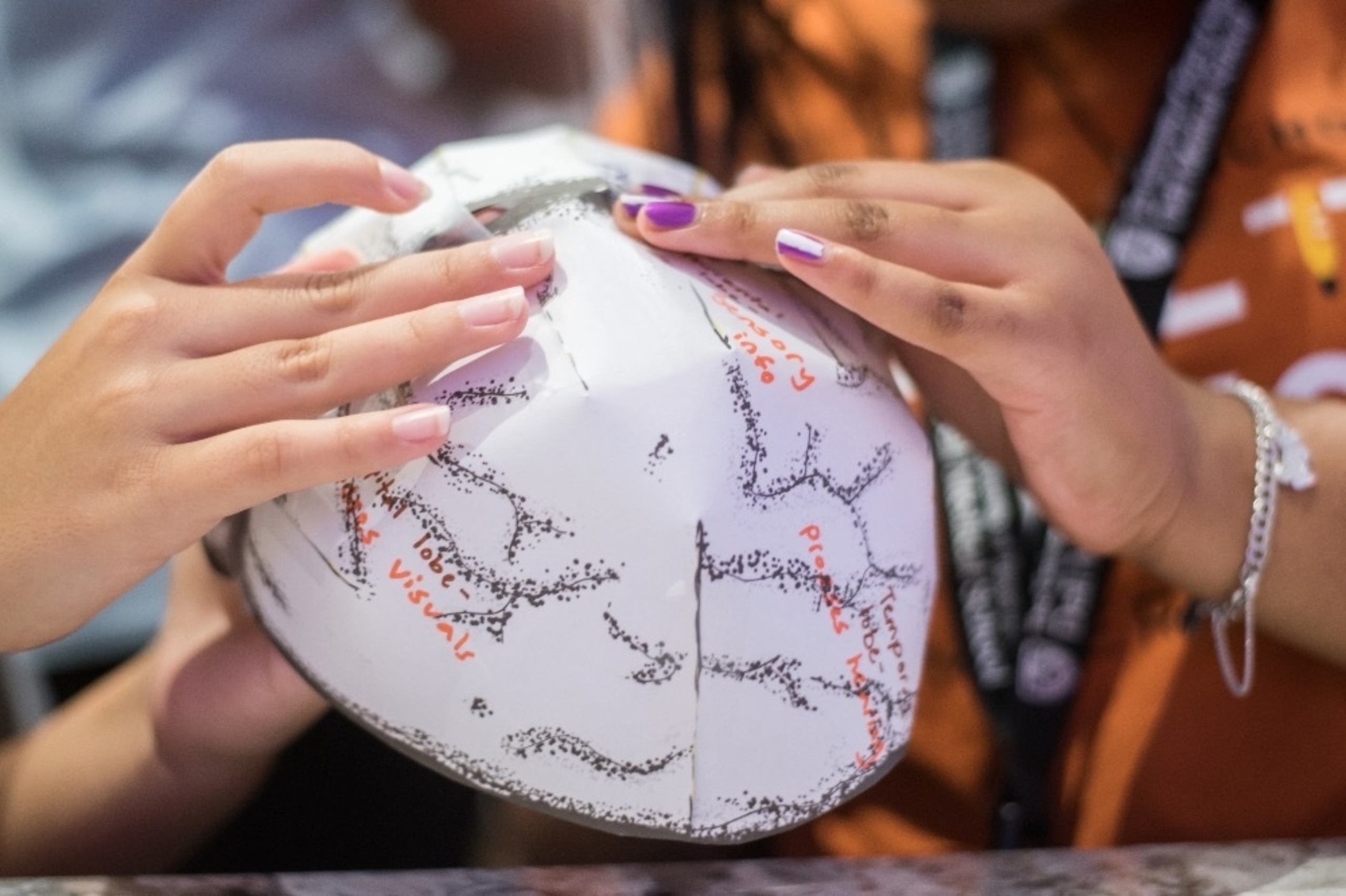 Close-up of hands on an educational model of a brain as part of a student activity at Dell Med.