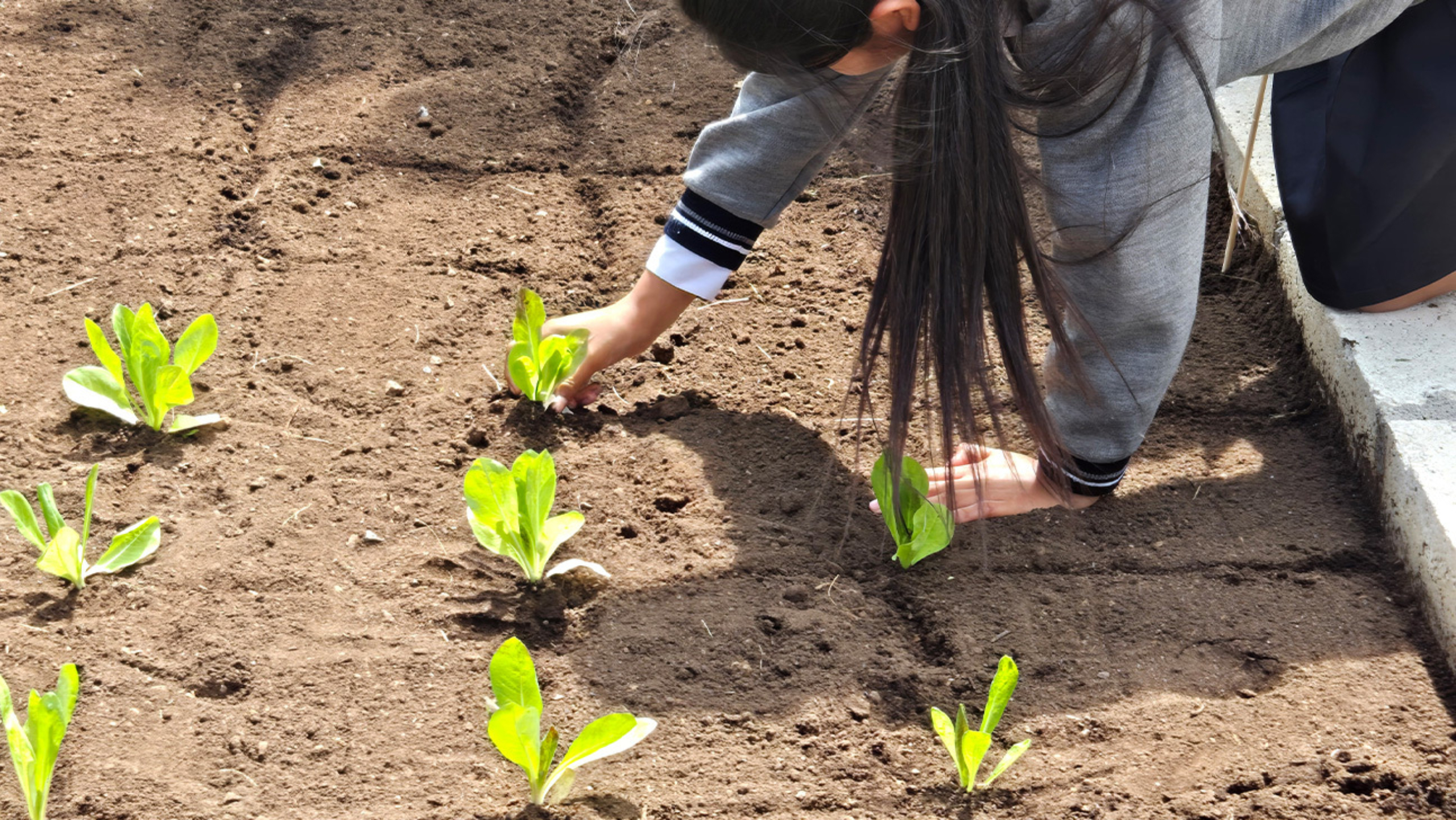 An individual planting rows of vegetables in a garden.